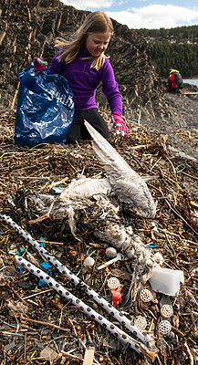 BB 15 0003 / Larus argentatus / Gråmåke